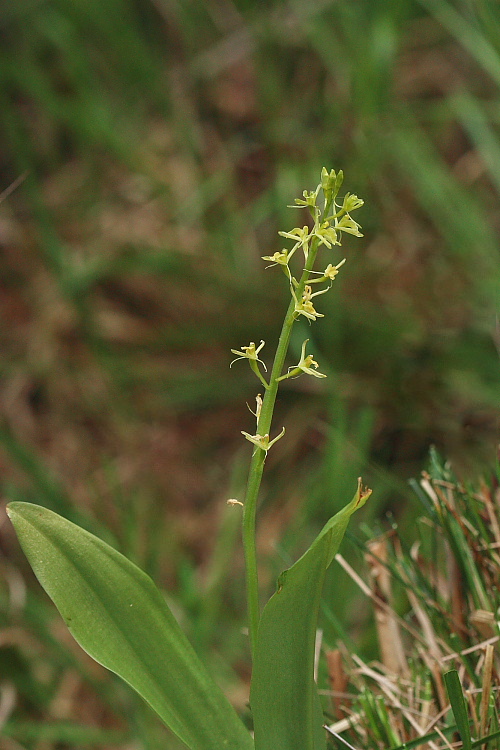 Liparis loeselii e Liparis nemoralis